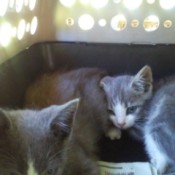 Mist and Smoke (Manx) - kittens in a crate