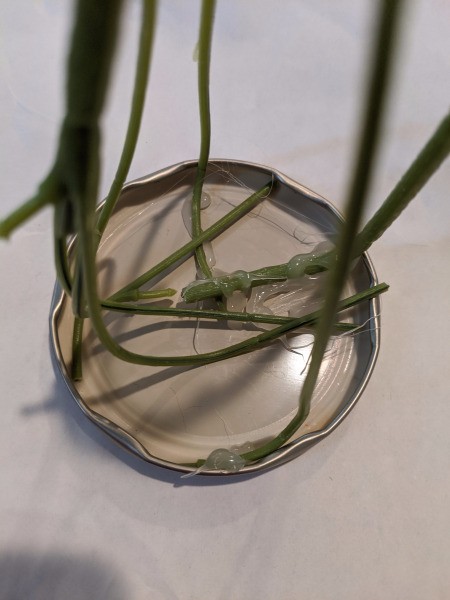 Baby Succulent Christmas Tree - close up of stems bent and glued inside the jar lid