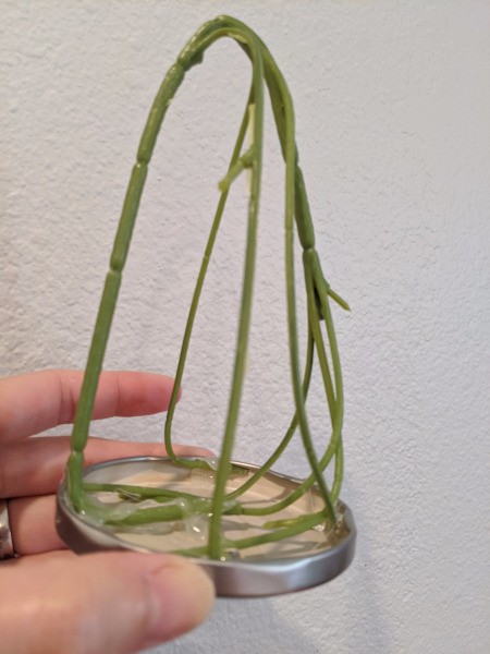 Baby Succulent Christmas Tree - tree shape, upside down V