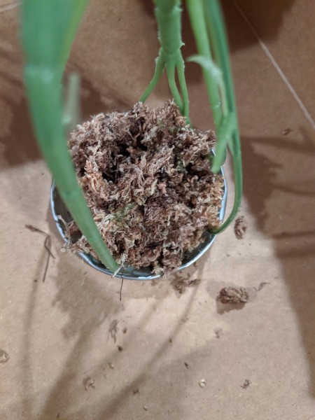 Baby Succulent Christmas Tree - beginning to fill the void with moss