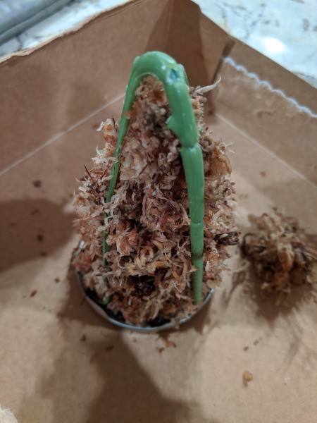 Baby Succulent Christmas Tree - V shape filled with moss