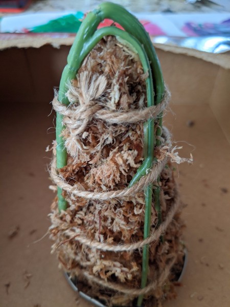 Baby Succulent Christmas Tree - side view of moss tied in place