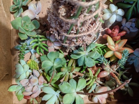 Baby Succulent Christmas Tree - succulents ready to be placed in the moss filled form