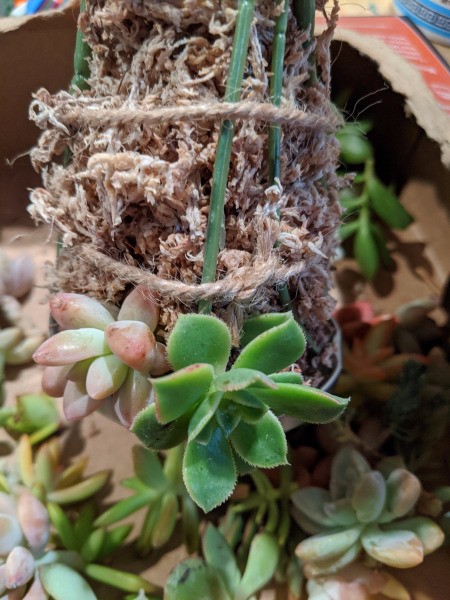Baby Succulent Christmas Tree - adding succulents