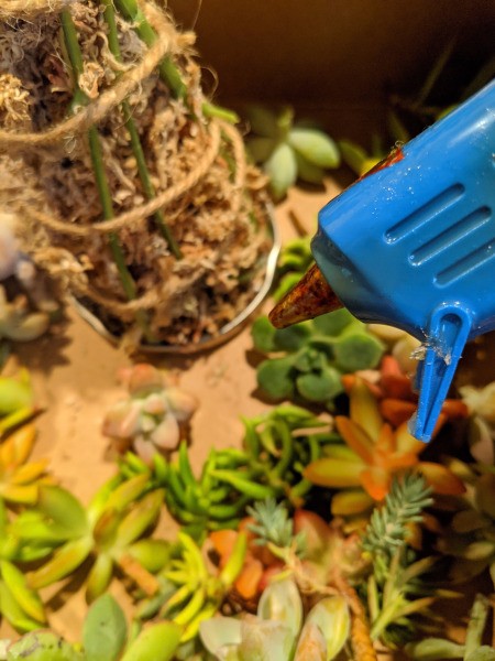 Baby Succulent Christmas Tree - glueing them in place