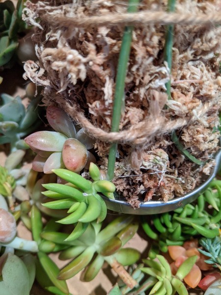 Baby Succulent Christmas Tree - continuing