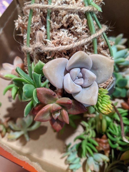 Baby Succulent Christmas Tree - new babies added