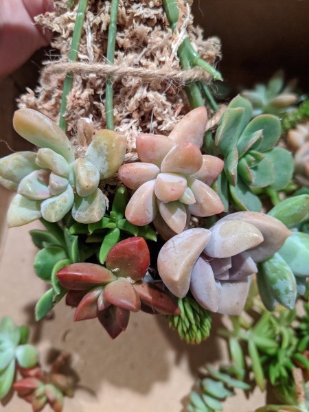 Baby Succulent Christmas Tree - halfway done