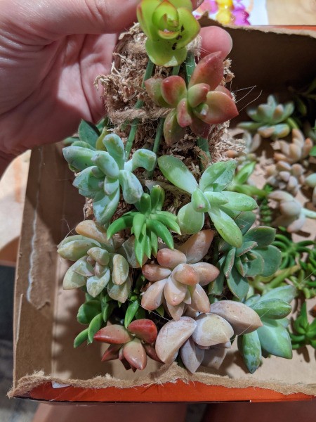 Baby Succulent Christmas Tree - nearing the top