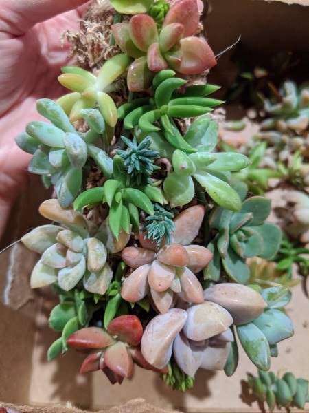 Baby Succulent Christmas Tree - keep adding cutting to cover the moss