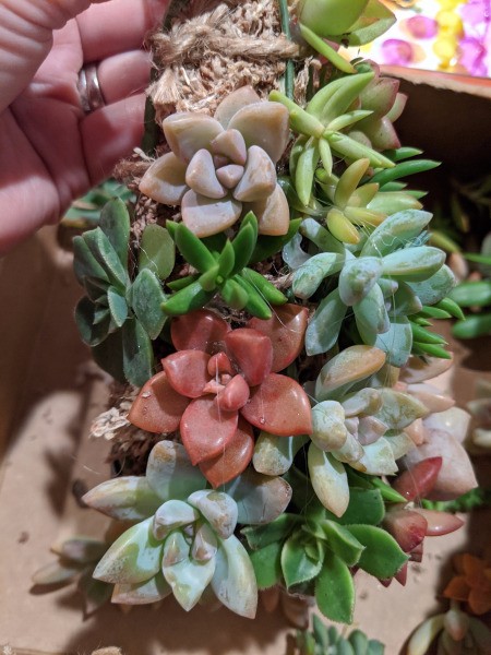 Baby Succulent Christmas Tree - dense coverage working to the top