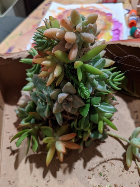 Baby Succulent Christmas Tree - well covered tree