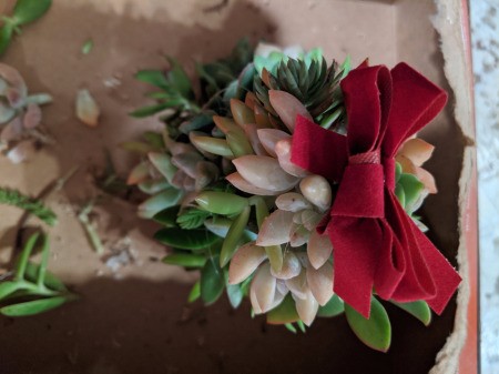 Baby Succulent Christmas Tree - looking down on red bow tree topper (two bows glued together)