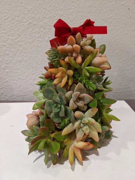 Baby Succulent Christmas Tree - tree with double bow from the front