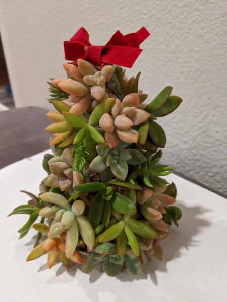 Baby Succulent Christmas Tree