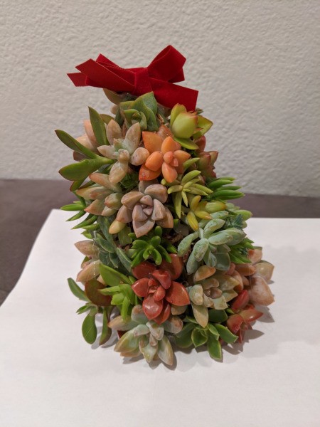 Baby Succulent Christmas Tree