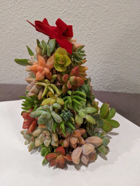 Baby Succulent Christmas Tree