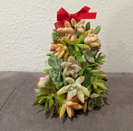 Baby Succulent Christmas Tree