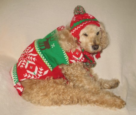 Scooter (Cockapoo) - dog wearing a Christmas coat and hat
