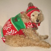 Scooter (Cockapoo) - dog wearing a Christmas coat and hat