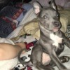 Is My Puppy a Pure Bred Pit Bull? - grey and white puppy