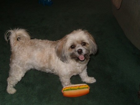 Ivy (Maltese - Shih Tzu Mix) - cream and tan dog with her squeaky hot dog toy