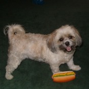 Ivy (Maltese - Shih Tzu Mix) - cream and tan dog with her squeaky hot dog toy