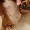 Identifying Bumps on a Dog - dog's belly