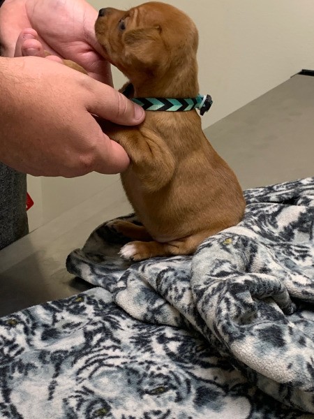 Is My Dog a Chiweenie? - cute little brown puppy