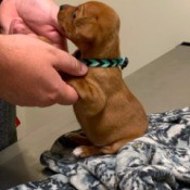 Is My Dog a Chiweenie? - cute little brown puppy