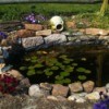 Our Pond - in-ground goldfish pond with water lilies and flowers planted around the sides