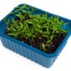 Seedlings in a recycled plastic container.