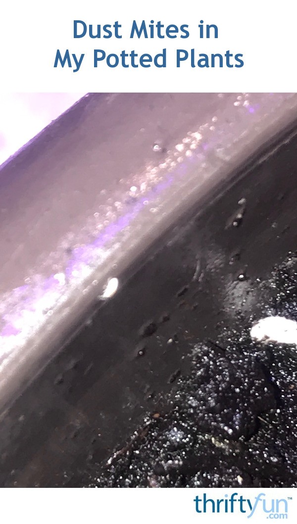 Dust Mites in My Potted Plants? ThriftyFun