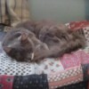 A cat sleeping on a quilt.