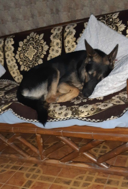 Is My Dog a Pure Bred German Shepherd? - dog curled up asleep