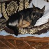Is My Dog a Pure Bred German Shepherd? - dog curled up asleep