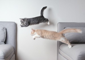 Two cats jumping from one couch to another.