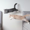 Two cats jumping from one couch to another.
