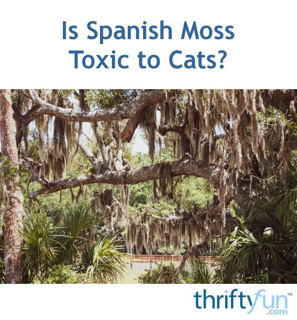 Is Spanish Moss Toxic to Cats? ThriftyFun