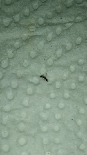 Identifying a Small Flying Black Bug