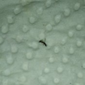 Identifying a Small Flying Black Bug