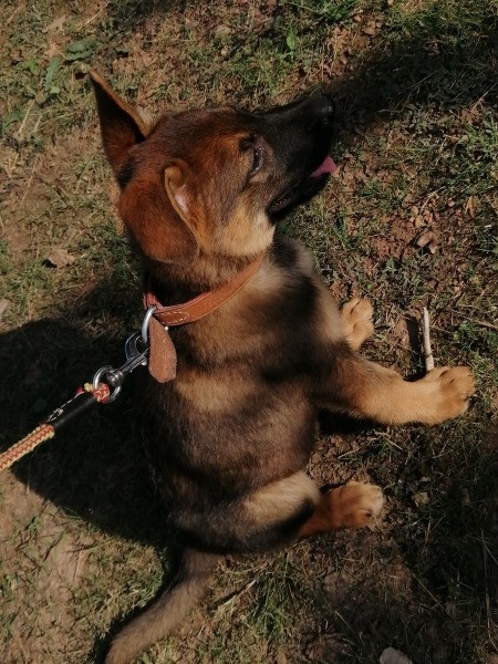 Is My Dog a Sable German Shepherd? - young dog on a leash