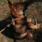 Is My Dog a Sable German Shepherd? - young dog on a leash