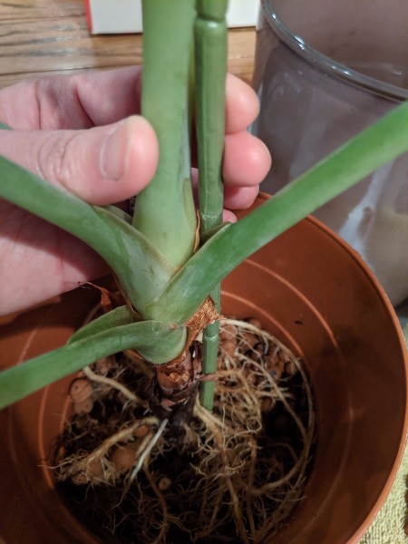 Use Faux Flower Stems to Support Live Plants - holding faux stem against plant