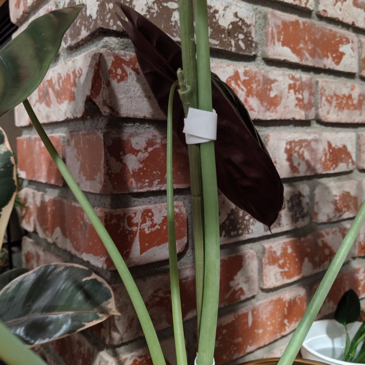 Use Faux Flower Stems to Support Live Plants ThriftyFun