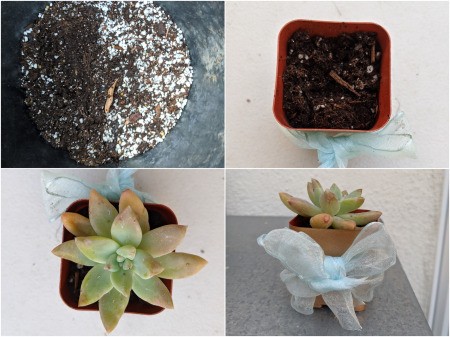 Let Love Grow Wedding Favor Gift - plant succulents in pots