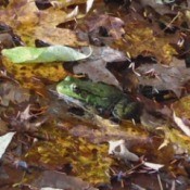 Autumn Visit (Frog) - beautiful green frog in fall leaves