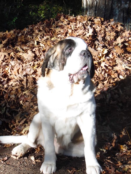 Isaac (St. Bernard) - St Bernard outside near leaf pile