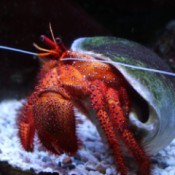 closeup of a red hermit crab