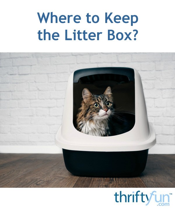 Where to Keep the Litter Box? 